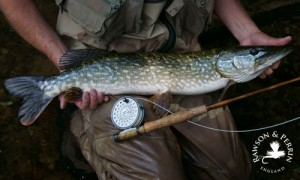 A stunning fly caught Pike